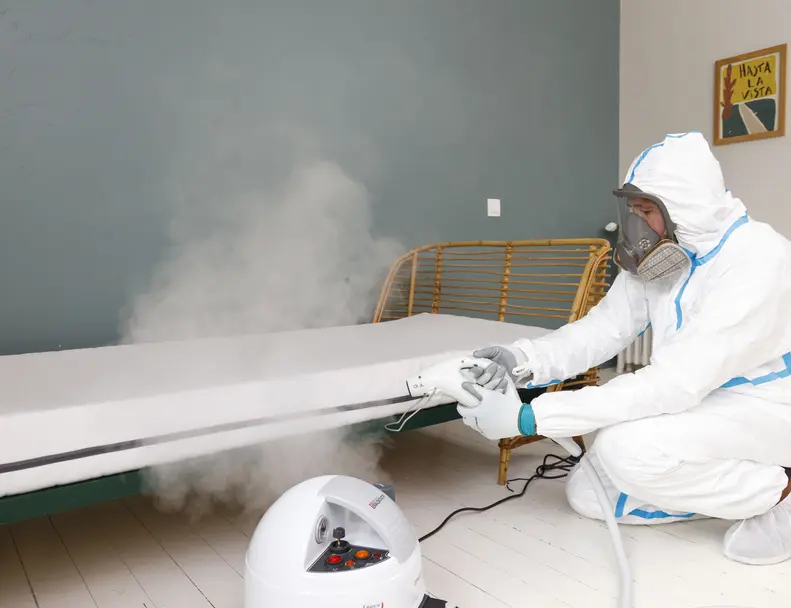 Traitement punaises de lit vapeur