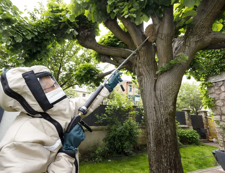 Destruction nid de frelons